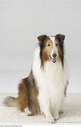 Image result for Poor Lassie