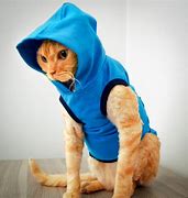 Image result for Rainbow Cat Hoodie