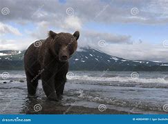 Image result for Brown Bear Catching Fish