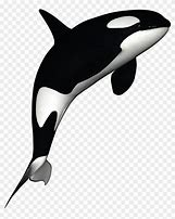 Image result for Killer Whale Titan Meme