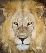 Image result for Alpha Male Lion