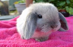 Image result for Baby Girl Fluffy Bunnies