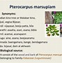 Image result for Pterocarpus Luang Prabang