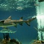 Image result for Odysea Aquarium Piranha