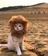 Image result for Cat as Lion Meme