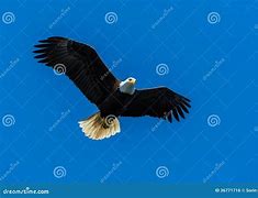 Image result for Bald Eagle Flying Head above Wings