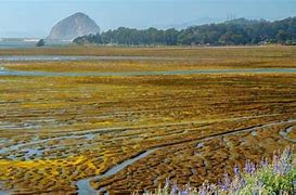 Image result for What to Do at Morro Bay