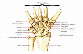 Image result for Capitate Bone Function