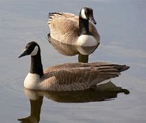 Image result for Canada Goose Bird