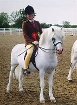 Image result for Welsh Pony Sections