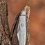 Image result for 2 Blade Knife