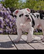 Image result for Baby Black Bulldog