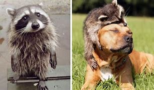 Image result for Raccoons Are Cute