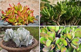 Image result for Jade Plant Roots