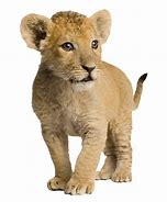 Image result for Male Lion Carrying Cub