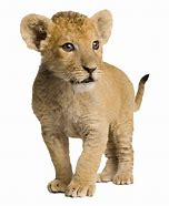 Image result for Male Lion with Cub Zoo