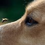 Image result for Dog Stung by Bee vs Cat