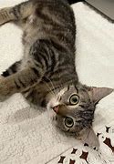 Image result for Dark Gray Tabby Cat