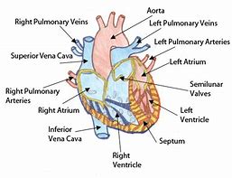 Image result for Pig Heart Labeled