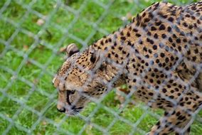 Image result for Marwell Zoo