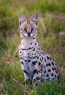 Image result for Serval Colors