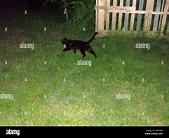 Image result for Black Cat at Night