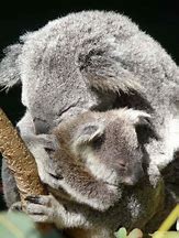 Image result for The Koala Hug