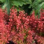 Image result for Barberry Orange Rocket 5 Gal