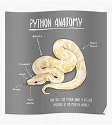 Image result for Python Anatomy