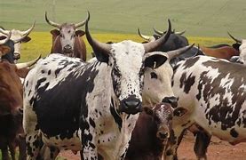 Image result for Nguni Cattle Skins