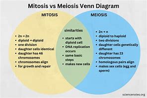 Image result for Meiosis 1 vs 2