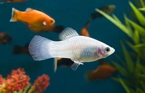 Image result for Platy Fish Life Cycle