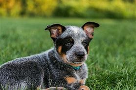 Image result for What Dog Is Bluey