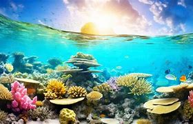 Image result for Alive Coral Reef