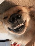 Image result for Smiling Doggo