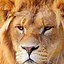 Image result for Angry Lion in the Dark Wallpaper