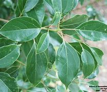 Image result for Camphor Tree New Leaves