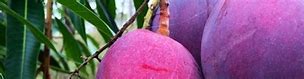 Image result for Purple Mango