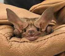 Image result for Pallid Bat Diet