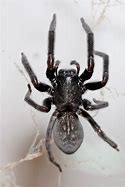 Image result for Black House Spider Bite