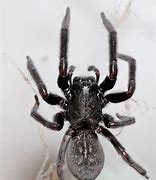 Image result for Spider Humanoid Black