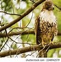 Image result for Sharp Talons