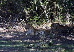 Image result for Panthera Pardus Hyaenidae