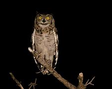 Image result for Night Owl Home