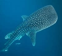 Image result for Whale China