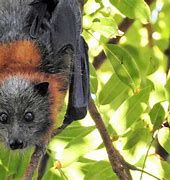 Image result for Male Fruit Bat