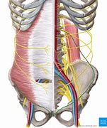 Image result for Ilioinguinal Nerve Pain Syndrome