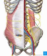 Image result for Ilioinguinal Nerve Pain