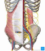 Image result for Ilioinguinal Nerve Sensory