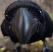 Image result for Crow Meme PFP